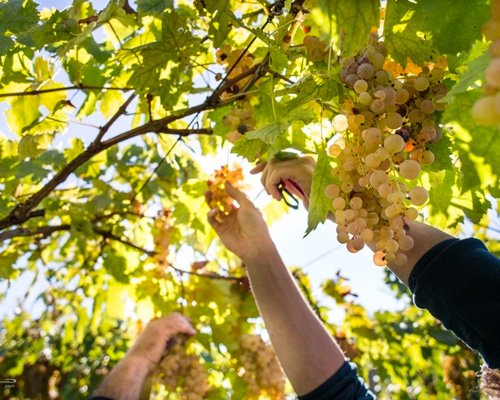 Cantina Sandro De Bruno: scopri i prodotti